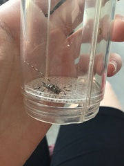 Acanthocinus obsoletus