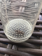 Acanthocinus obsoletus