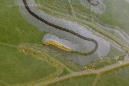Aspen Serpentine Leafminer Moth
