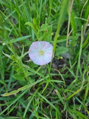 Convolvulus arvensis