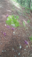 Lathraea clandestina