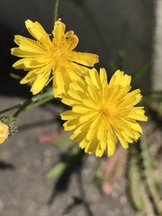 Crepis capillaris