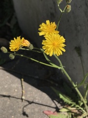 Crepis capillaris