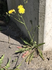 Crepis capillaris