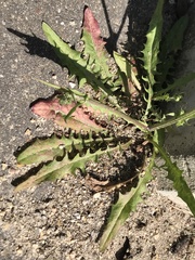 Crepis capillaris