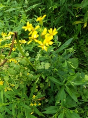 Senecio doria