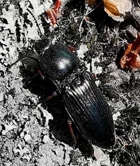 Selatosomus aeneus