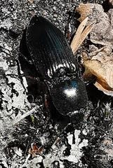 Selatosomus aeneus