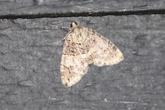 Hydriomena speciosata