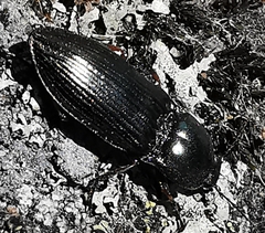 Selatosomus aeneus