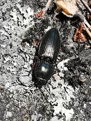 Selatosomus aeneus