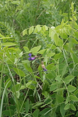 Lathyrus humilis