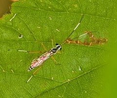 Polycyrtus neglectus