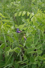 Lathyrus humilis