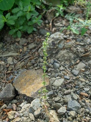 Galium verticillatum