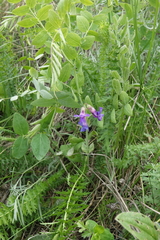 Lathyrus humilis