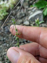 Galium verticillatum