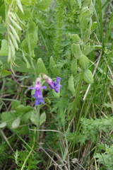 Lathyrus humilis