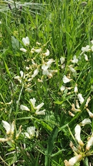 Lathyrus pallescens