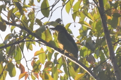 Psilopogon monticola
