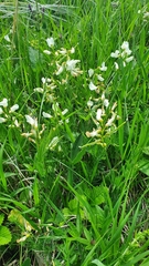 Lathyrus pallescens
