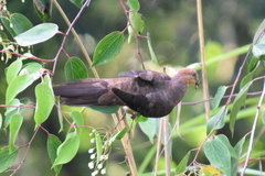 Macropygia ruficeps nana