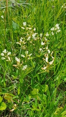 Lathyrus pallescens