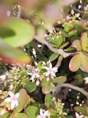 Crassula