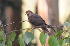 Macropygia ruficeps nana