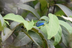 Chloropsis kinabaluensis