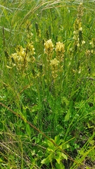 Oxytropis hippolyti