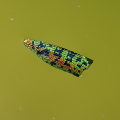 Lamprodila