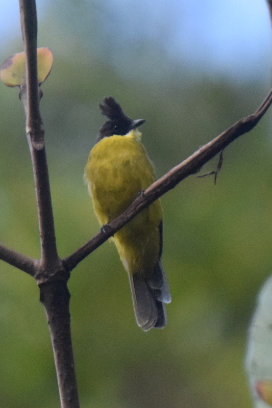 Bornean Bulbul