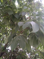 Aesculus indica