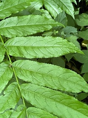 Pterocarya