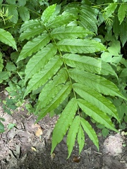 Pterocarya
