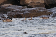 Branta canadensis