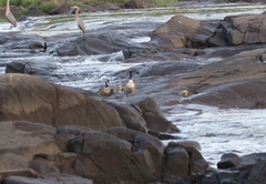 Branta canadensis