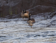 Branta canadensis