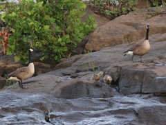 Branta canadensis