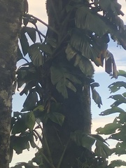 Monstera monteverdensis
