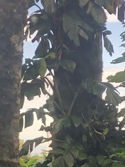 Monstera monteverdensis