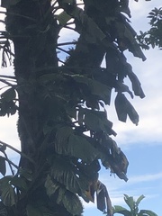 Monstera monteverdensis