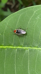 Pseudomops septentrionalis