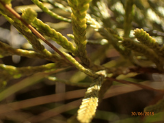 Libocedrus