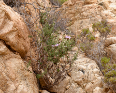 Plectocephalus cachinalensis