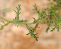 Plectocephalus cachinalensis