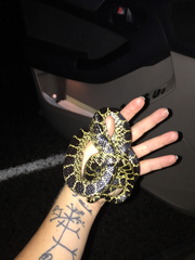 Lampropeltis splendida