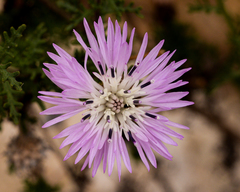 Plectocephalus cachinalensis