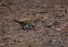 Arremon flavirostris